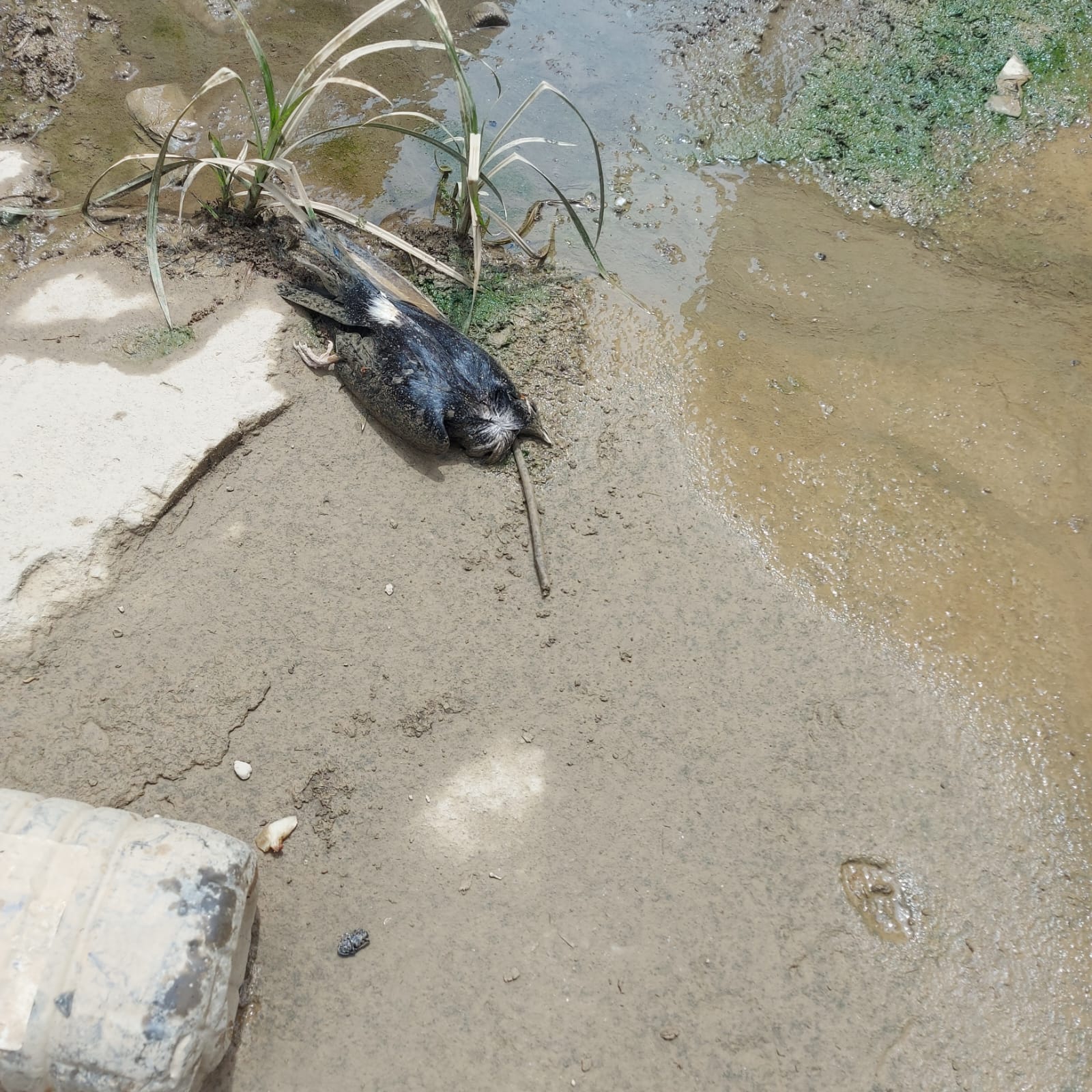 Evidencia ambiental documentada durante la caracterización